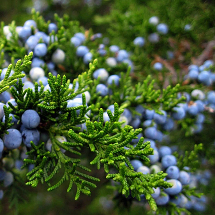 100g Juniper Berries for Gin Distilling And Brewing Alcohol Natural Flavoring Ingredient