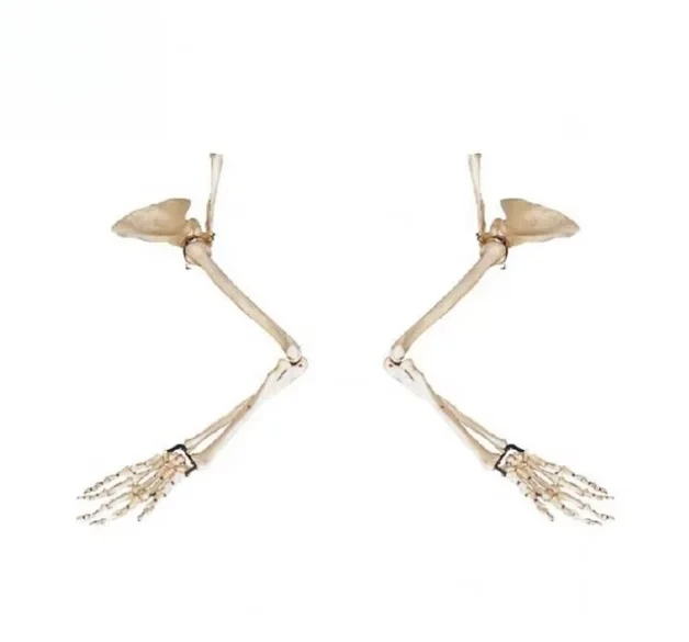 Realistic PVC Arm Skeleton Model with Scapula and Clavicle for and Anatomy Training Precision Tool