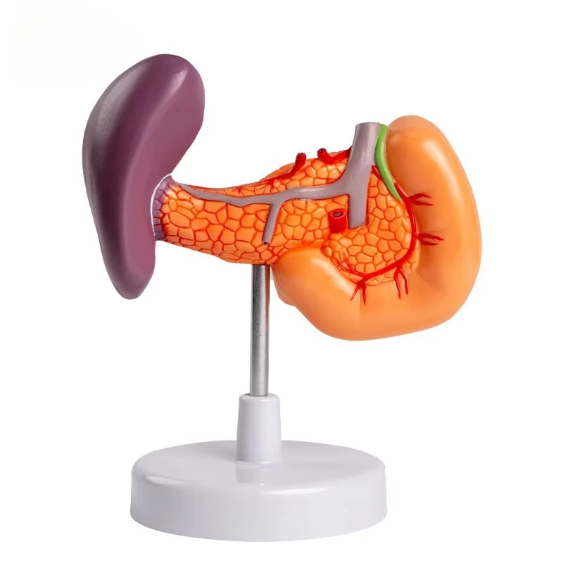 

Pancreas Model Spleen, Pancreas, Duodenum Human Visceral Anatomy Model Pancreas Spleen Gallbladder Duodenum Model