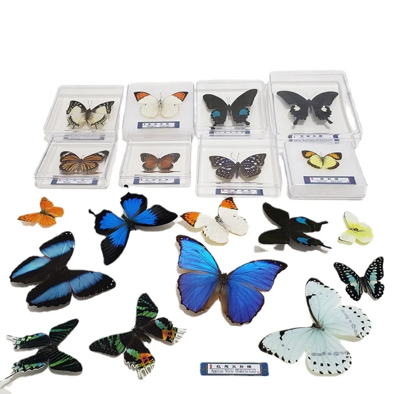 Real butterfly specimens real insect specimens kindergarten small gifts popular science toys decorative ornaments birthday gifts