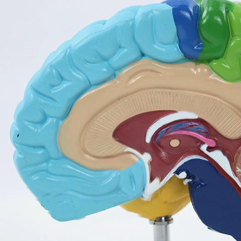 Right Hemisphere Of Brain Human Body Model PVC 1:1 For Student Teaching Study Assembling Model