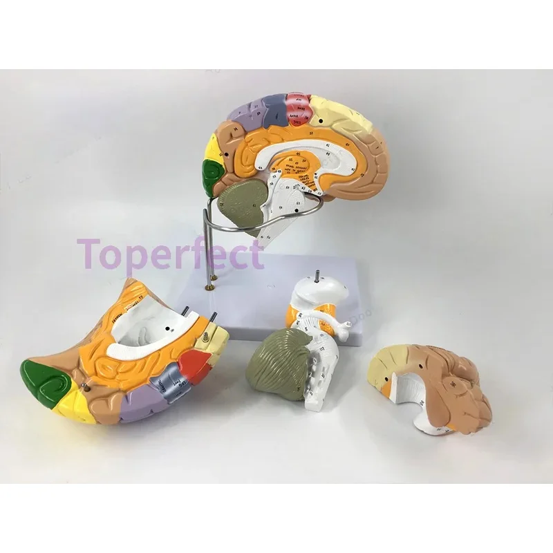 نموذج الدماغ البشري، نموذج تشريحي 4 أجزاء 2X موسع، وظيفة الدماغ مع القشرة المميزة لدراسة التدريس الطبي