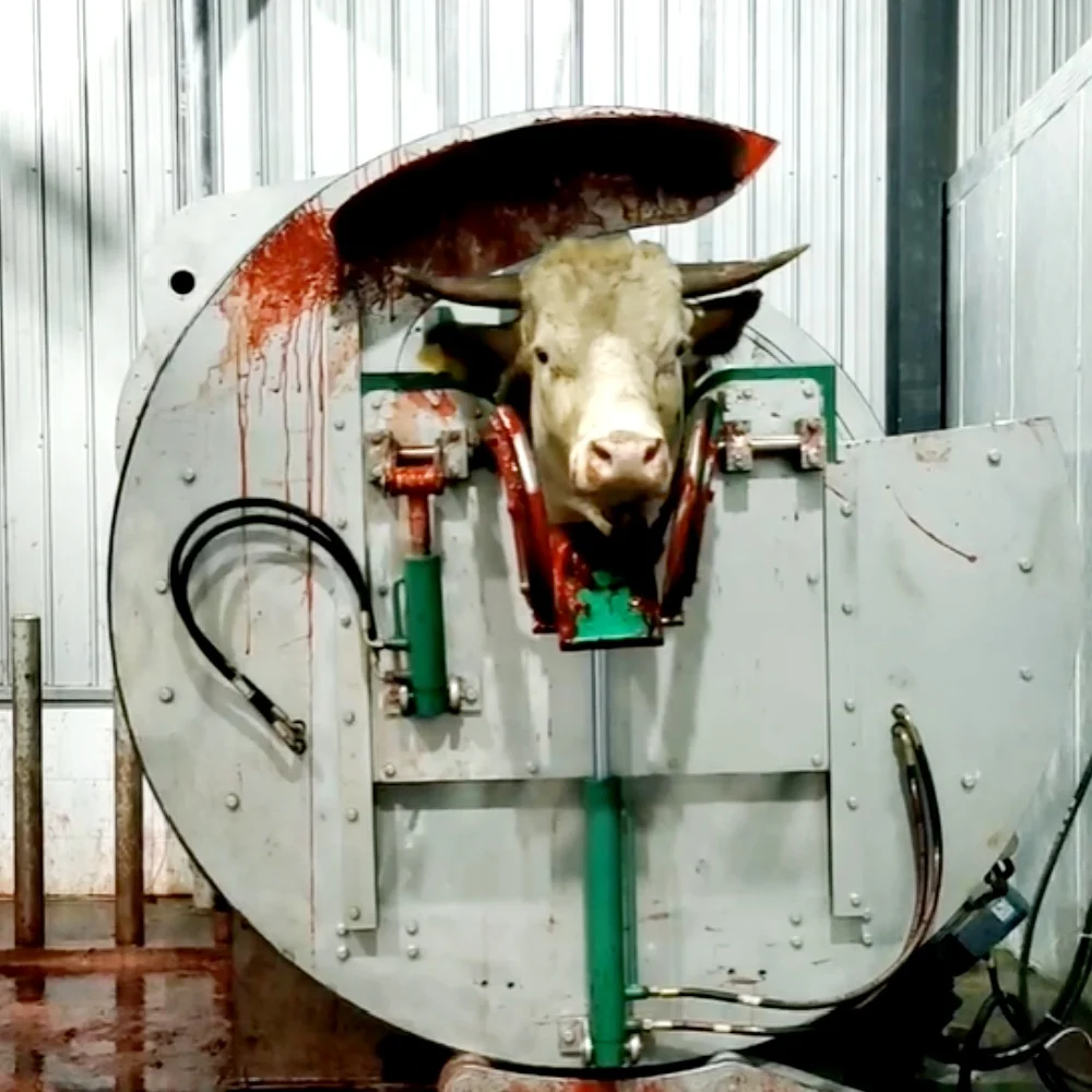 Complete Slaughterhouse  Cattle Abattoir Equipment Cow Carcass Slaughter Processing Line Machine for Beef Slaughter Equipment