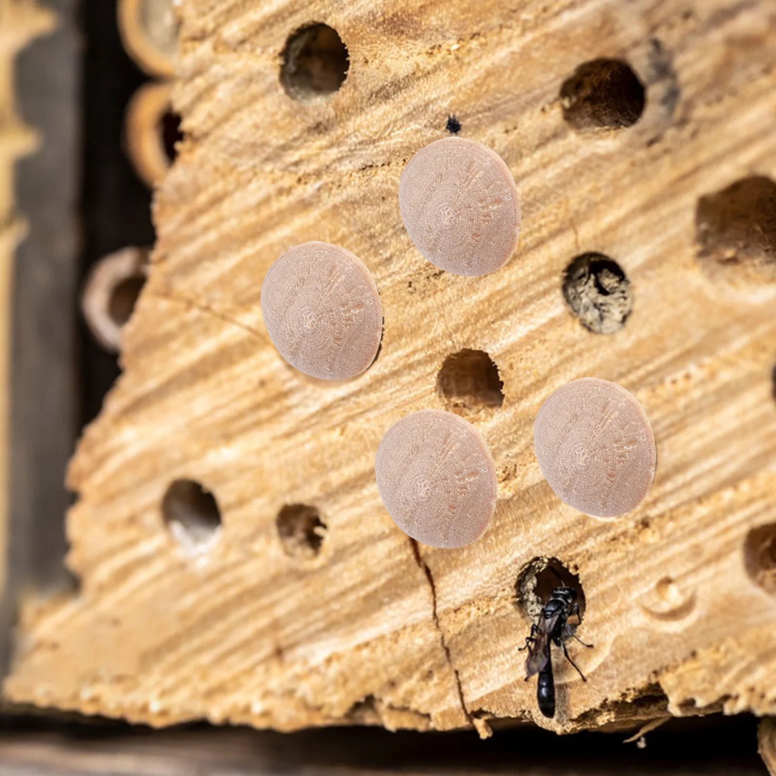 

100 шт. деревянные заглушки для мебельных отверстий, многоразовые колпачки для отверстий из цельного дерева, декоративная пробка для плотника, пчелиные отверстия, домашний ремонт