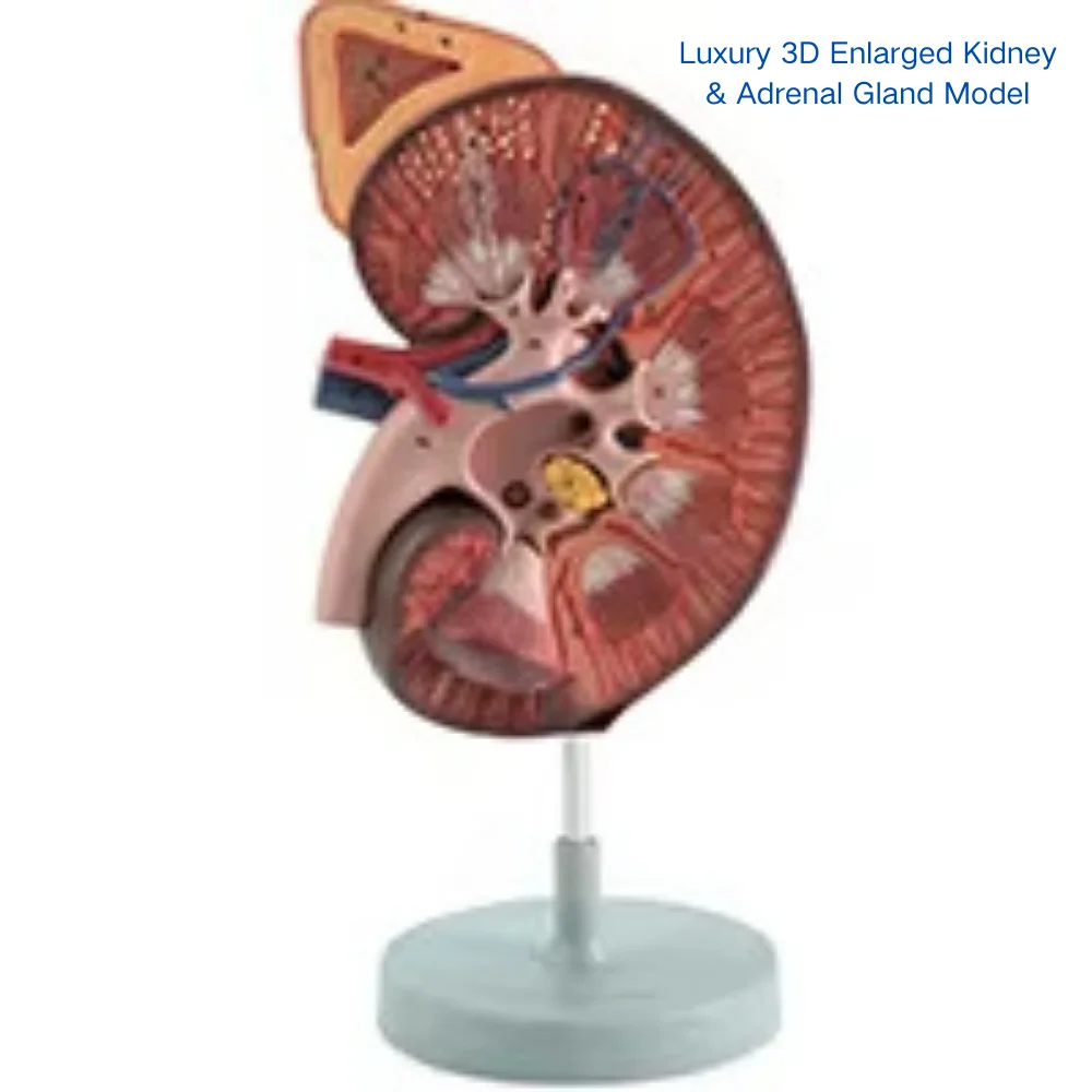 Luxury 3D Enlarged Kidney and Adrenal Gland Model Renal Anatomy Simulator for Medical Teaching Nursing Training Clinic Demonstra