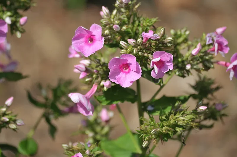 

Flywoo O4 Wide Air Unit + Camera + Lens Set - 155° FOV for FPV Drone DIY Parts