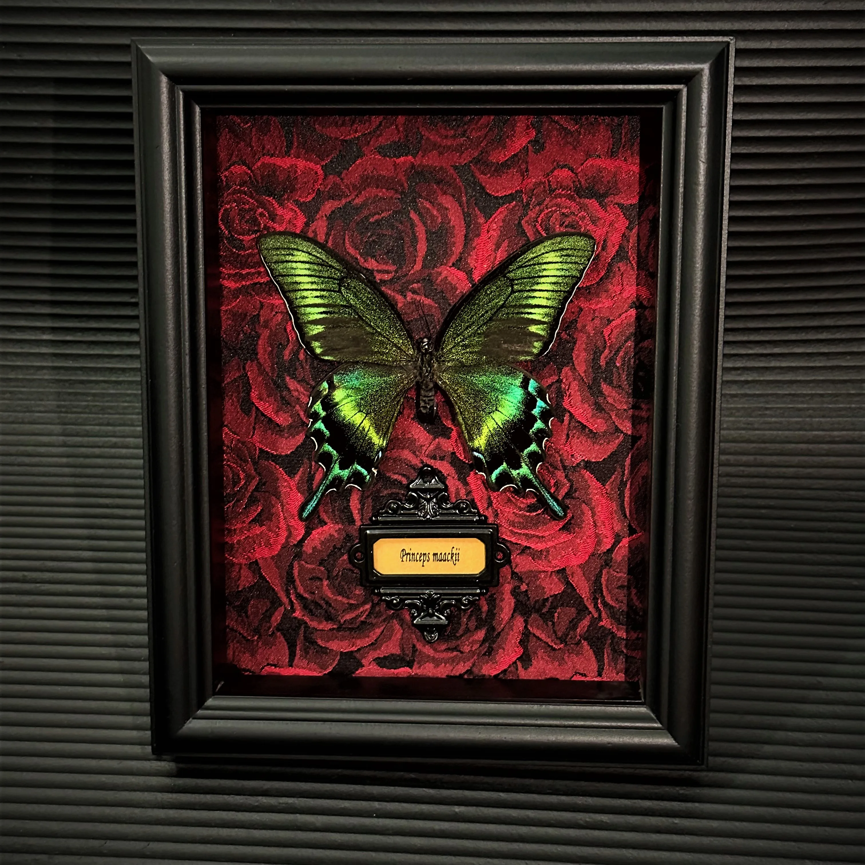 Real Butterfly specimen Home Decor Gift Collection Gothic Wood Fram Shadow Display Box