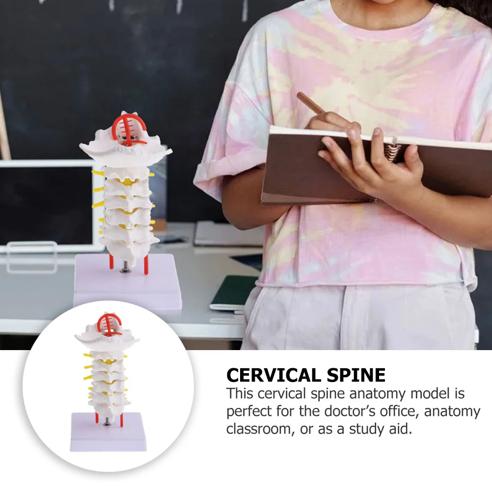 Шейный Позвоночник с каротидной артерией, обучающая реквизитная модель, медицинская Анатомия человека, имитация позвоночника, инструмент из ПВХ