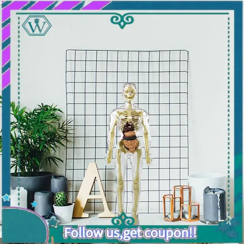 3D Human Body Torso Model Anatomy Model Skeleton DIY Skeleton Toy Human Body Model Removable Parts