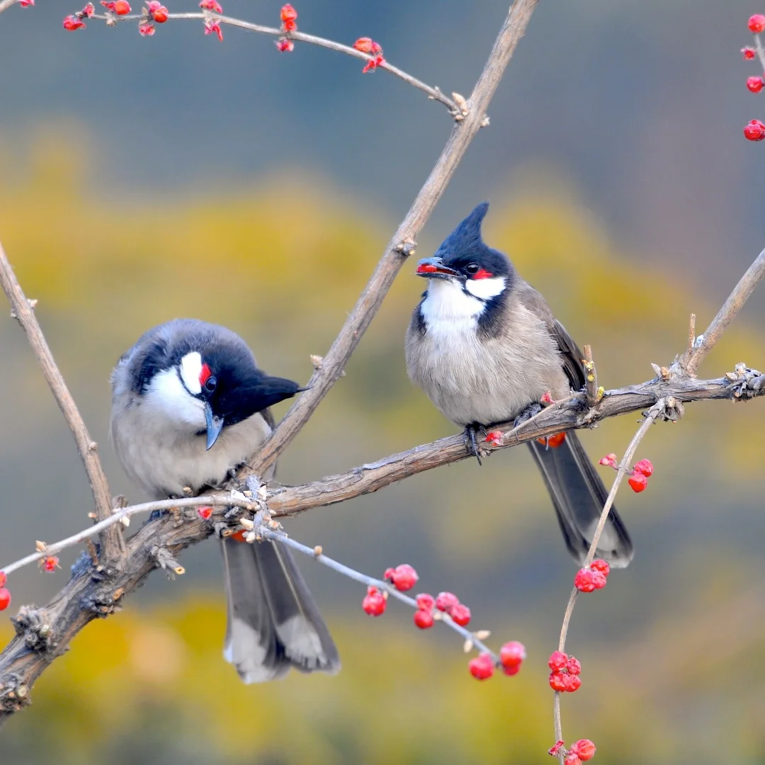 

2025 new 13.3" For Toyota Tundra 2020-2024 Android 13 Multimedia Player Navigation Carpet Wireless Android Car GPS Navi Radio