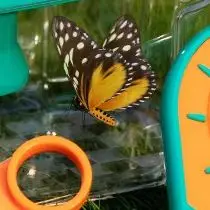 Insect Collection Box Bug Viewer Explorer Observation Insect Catcher Cage Science Nature Biology Educational Toys Outdoor Toys