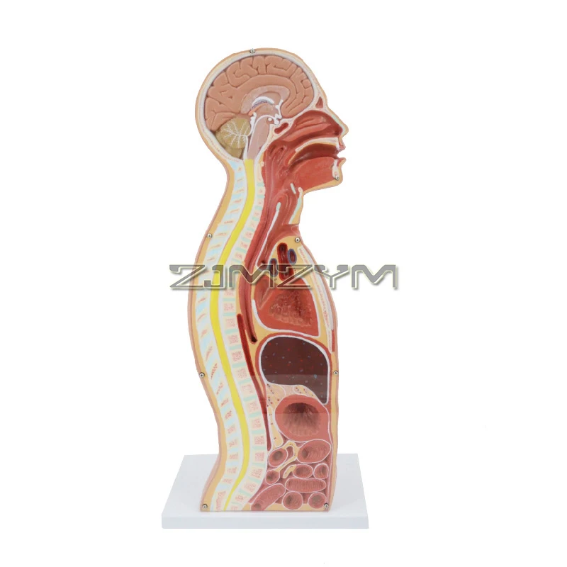 Nasogastric Anatomical Model, Mid-sagittal Cross-sectional Anatomical Model, Human Torso Model Teaching for Class, Students