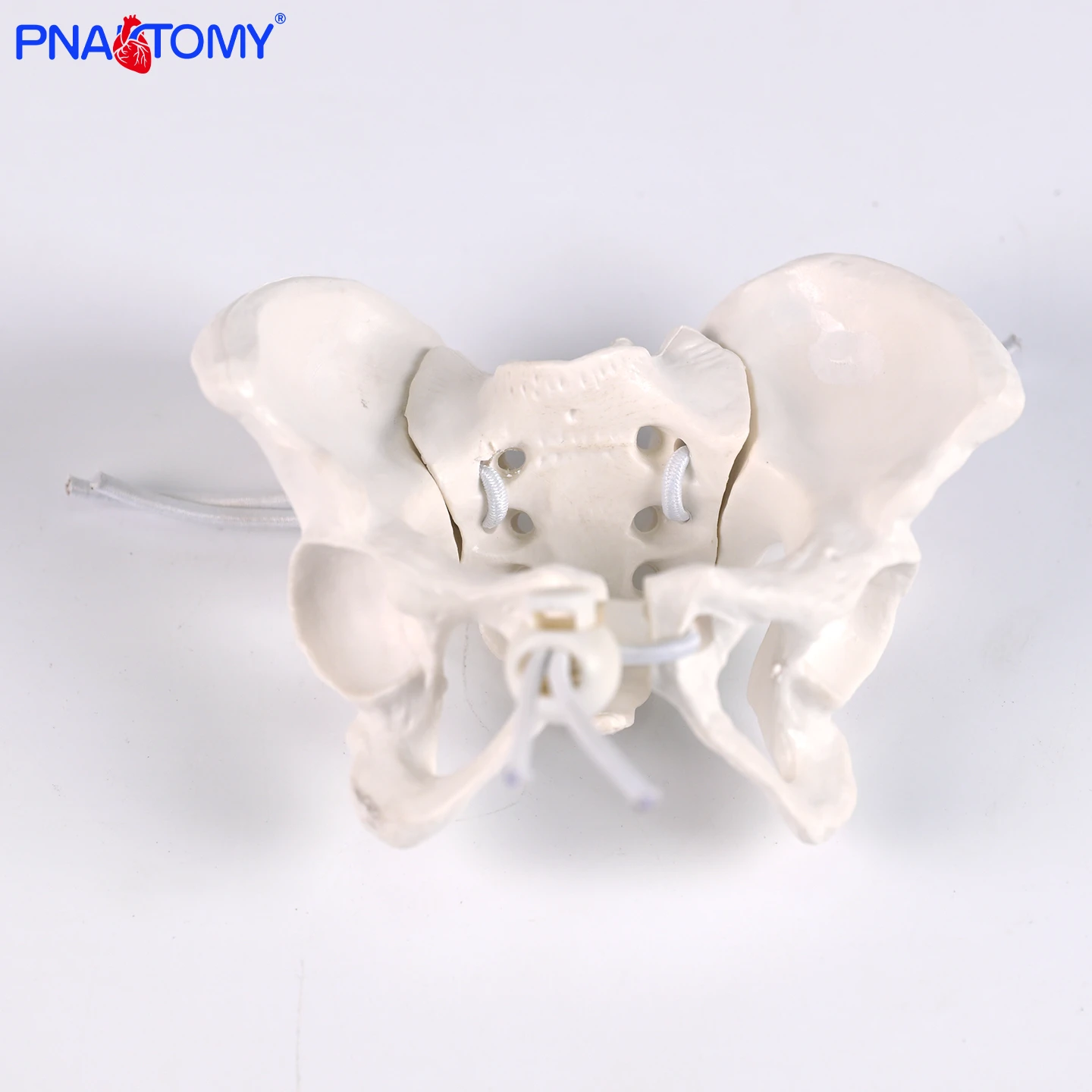 

Small and Mini Human Pelvis Model Teaching Specimen for Medical Students Demonstration Teaching Aid for Childbirth