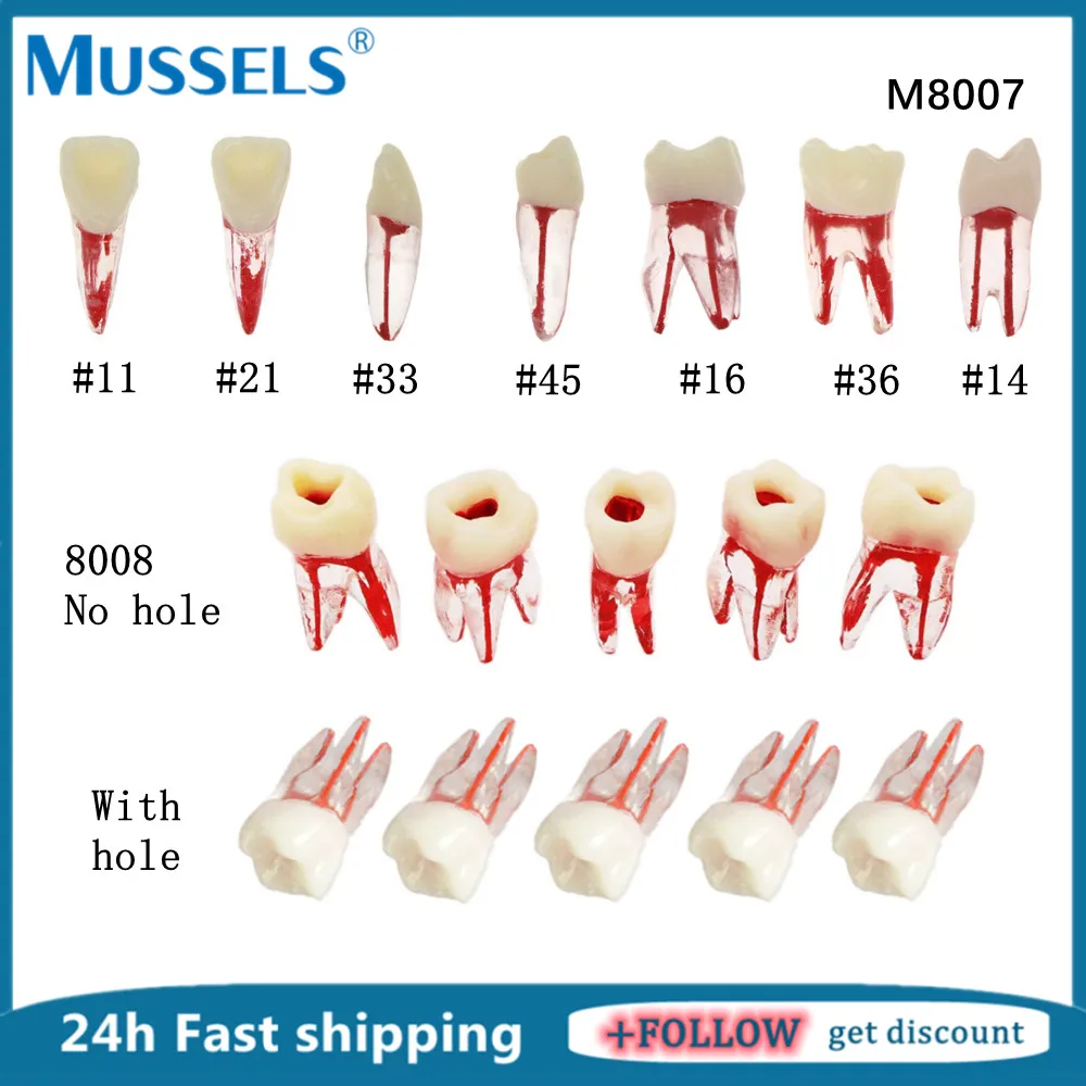 Endo Teeth Root Canal Model RCT Practice Block Endodontic File Pulp Cavity for Dentistry Teaching Study Resin Tooth Training