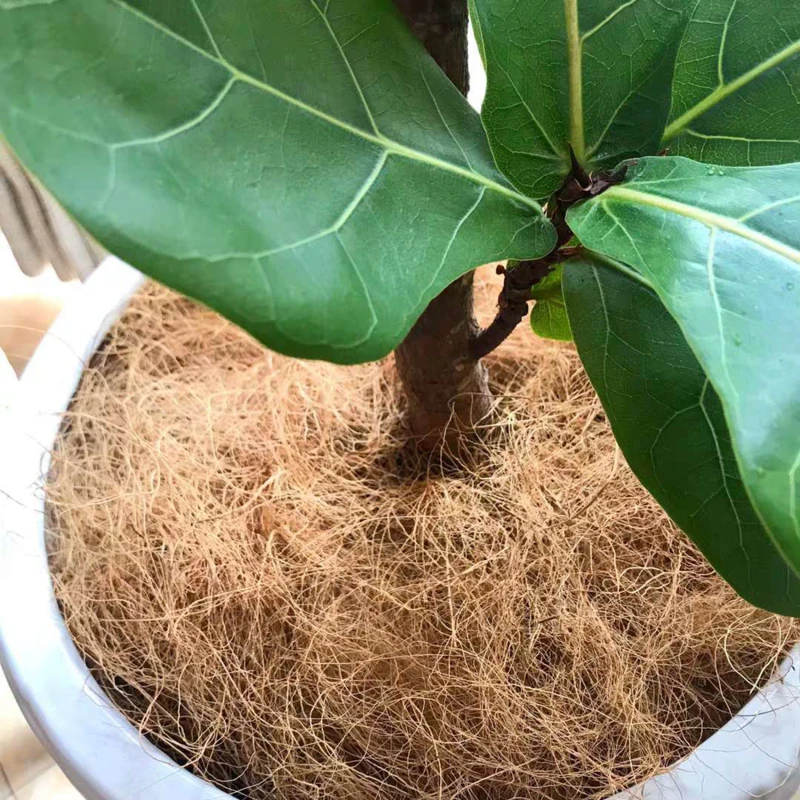 200g Natural Coconut Husk Fiber Flowerpot Cover Craft Insect-proof Protect Flower Plant Soil Keep Warm Reptile Bedding Bird Nest