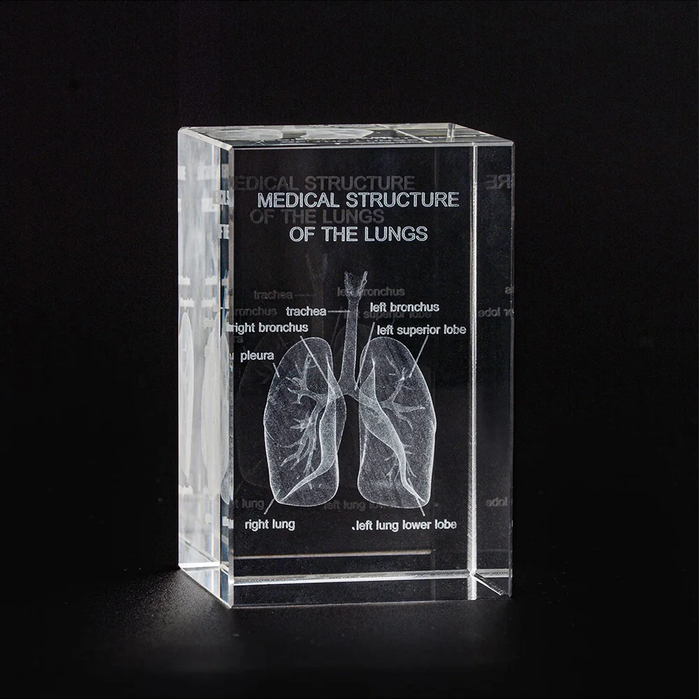 3D Human Lung Crystal Model Organ Props Laser Etched Anatomical Model For Science Medicine Education Hospital Souvenir Gifts