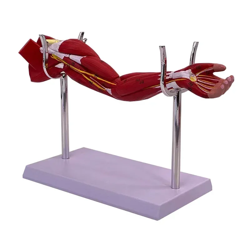 Model of Human Muscle Structure of Small Upper Limbs Lower Limbs Leg Muscles Blood Vessels and Nerves