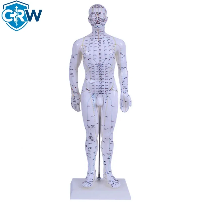 CRW Bestselling Acupuncture Model 50CM Male Hospital Medical School Teaching Anatomical Acupuncture Model