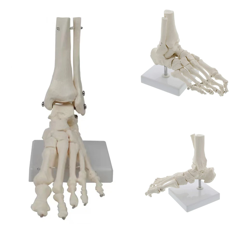 1:1 Big Medical Human Skeleton Foot Bones Anatomy Model Foot and Ankle With Shank Bone Anatomical Model Greys Anatomy Wholesale