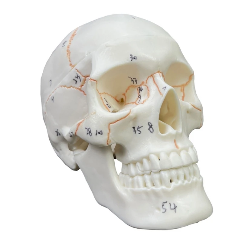 Human Head Skull Anatomical Model for Medical Student Human Anatomy Study Course