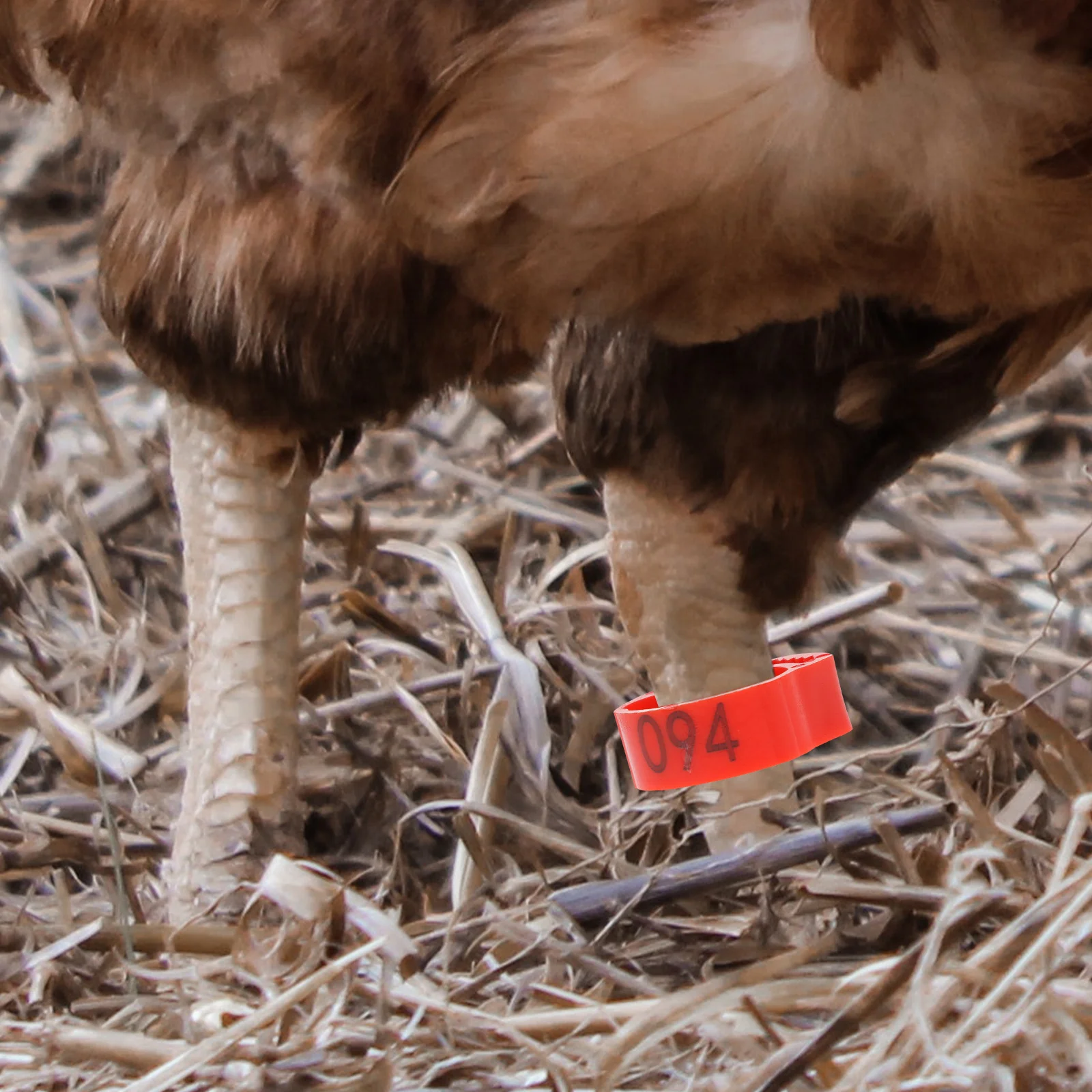 200pcs Chicken Leg Rings Durable Plastic Poultry Identification Bands Bright Color Easy Marking For Chickens Ducks Birds Farm