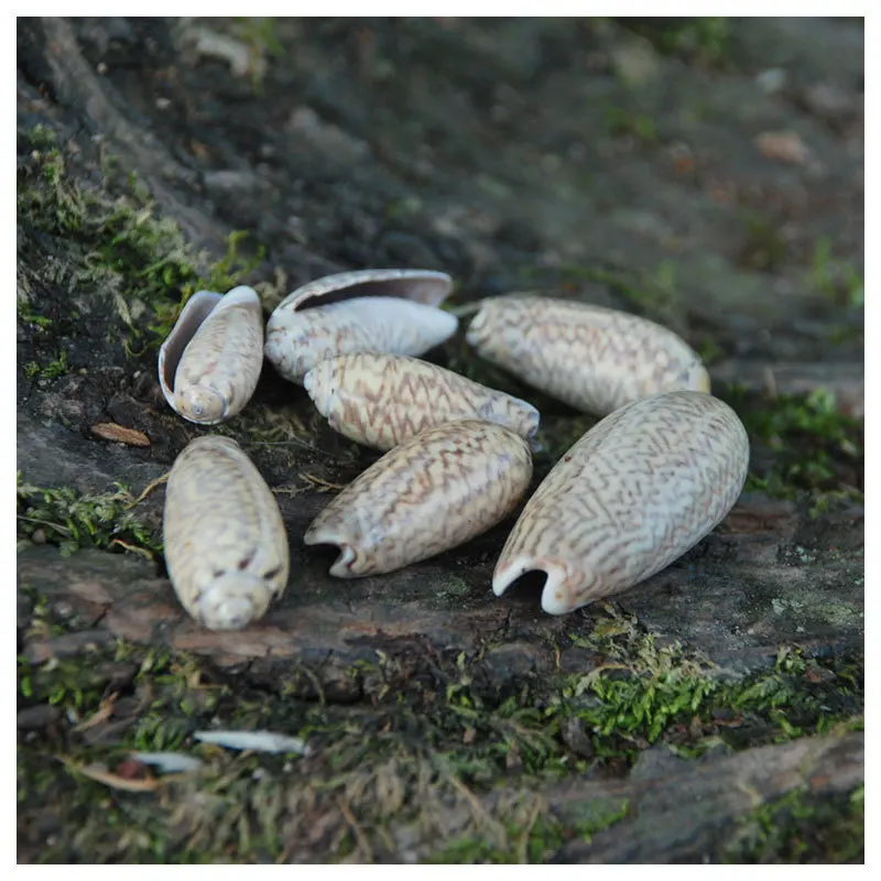 2-3 سنتيمتر البحر الطبيعي قذيفة DIY بها بنفسك مجوهرات الحرفية حلم الماسك ملحق المحيط تحت عنوان المواد كونوس المجوس و Buccinum Undatum البني