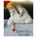 Scottish Fold