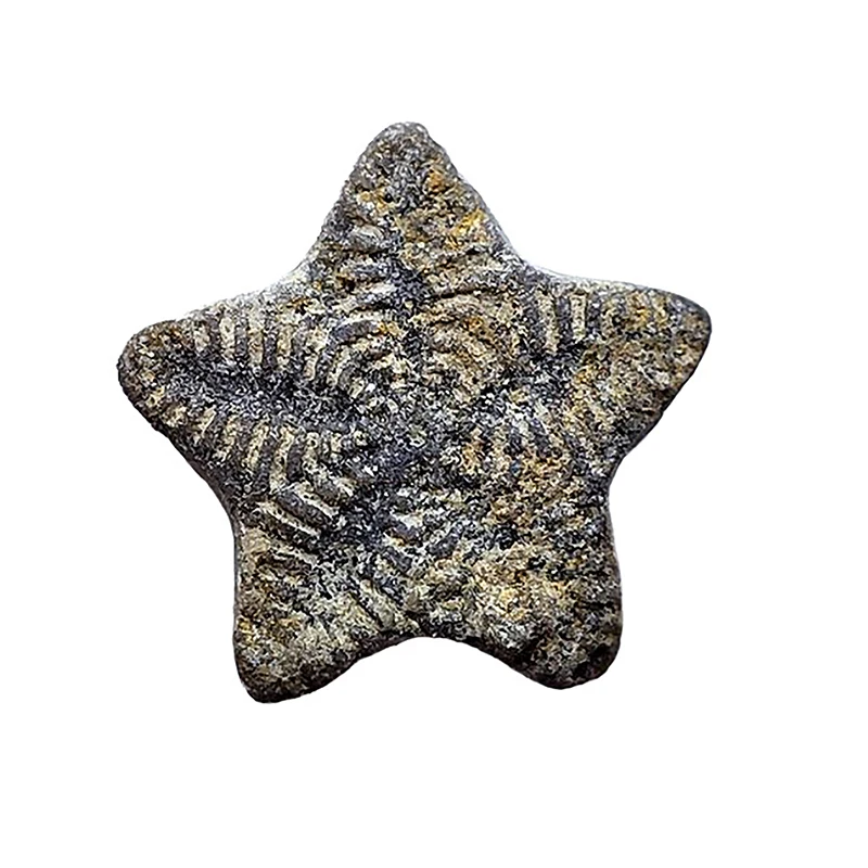 Five Pointed Star Statue Natural Animal Fossil Rough Gifts Collection Home Decoration Ornament Teaching Specimen Ornaments