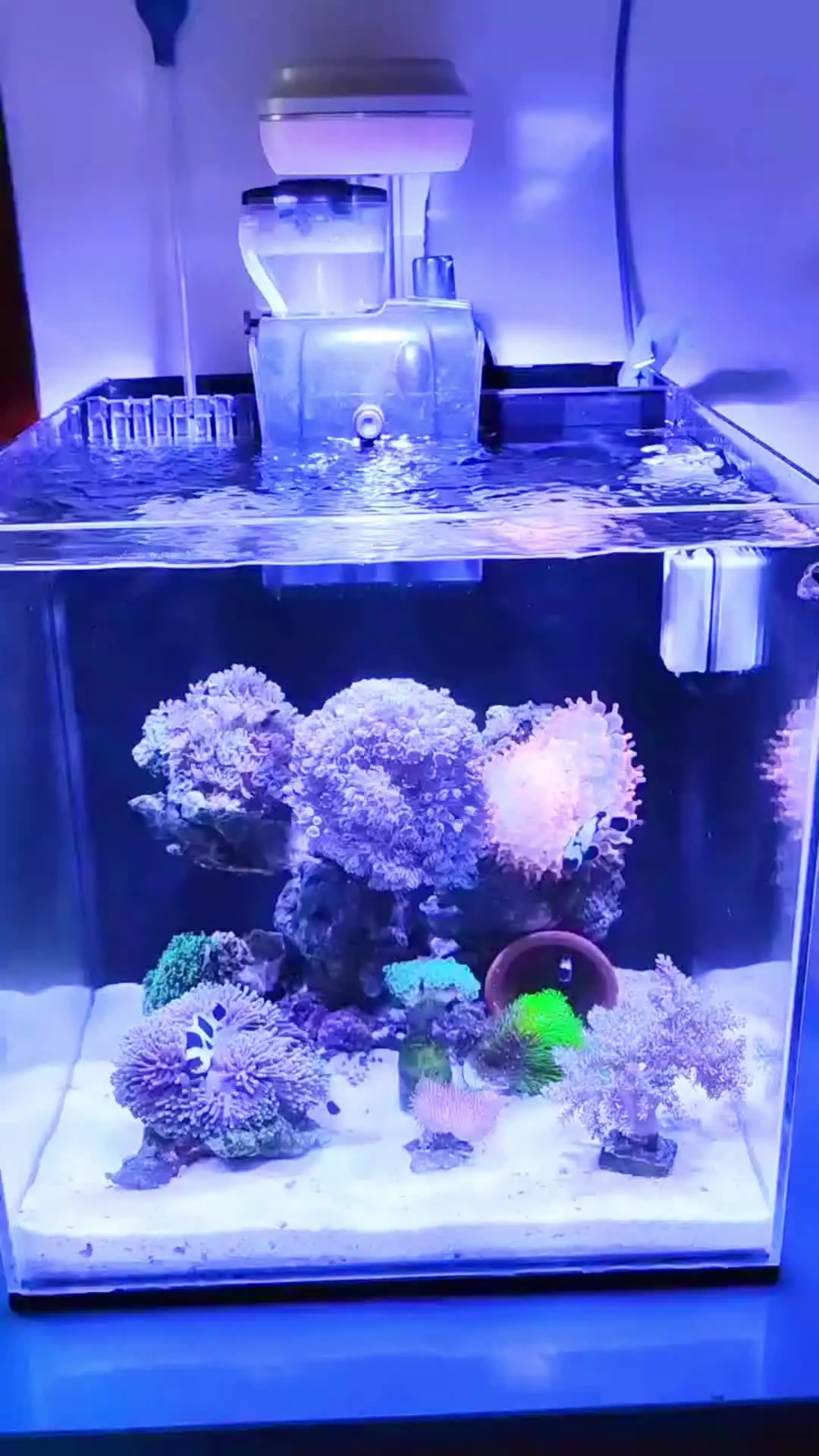 PopBloom RL60 WiFi Aquarium Light 60W, Full Spectrum Marine