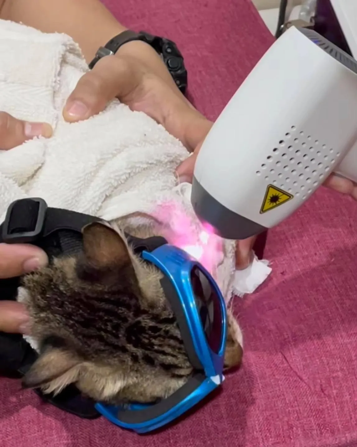 Cold Laser High Power Class IV Therapy  Laser for Pain Relief and Healing in Pets and Larger Animals
