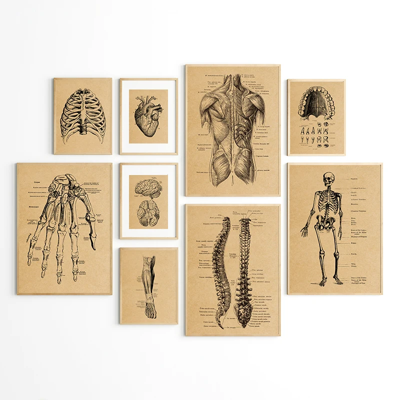 Retro Brown Human Organ Anatomy Wall Art Canvas Posters and Prints Medical Education Painting Pictures for Hospital Clinic Decor