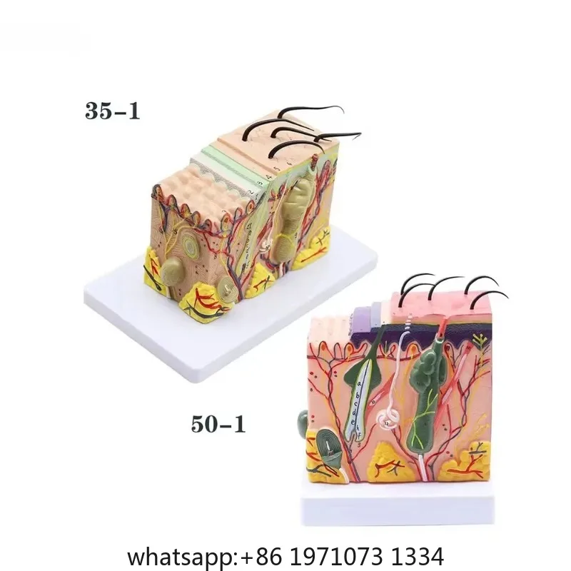 Magnify 35X Human Anatomical Skin Texture Subcutaneous Tissue Dissection Model Anatomy For Biology Medical Teaching Aids Supply