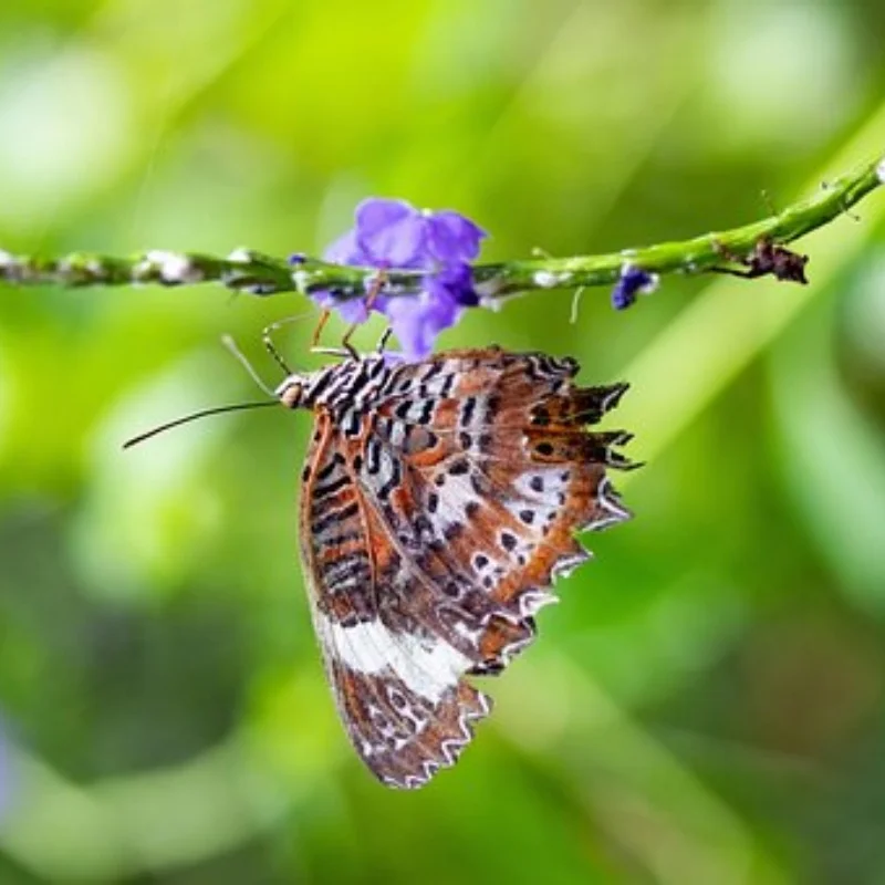 

4 шт., 112 мм, 1/10, шины для грузовиков с шестигранной головкой 12 мм для Slash Arrma Senton HuanQi 727 Vkar 10sc Hpi Rc Car