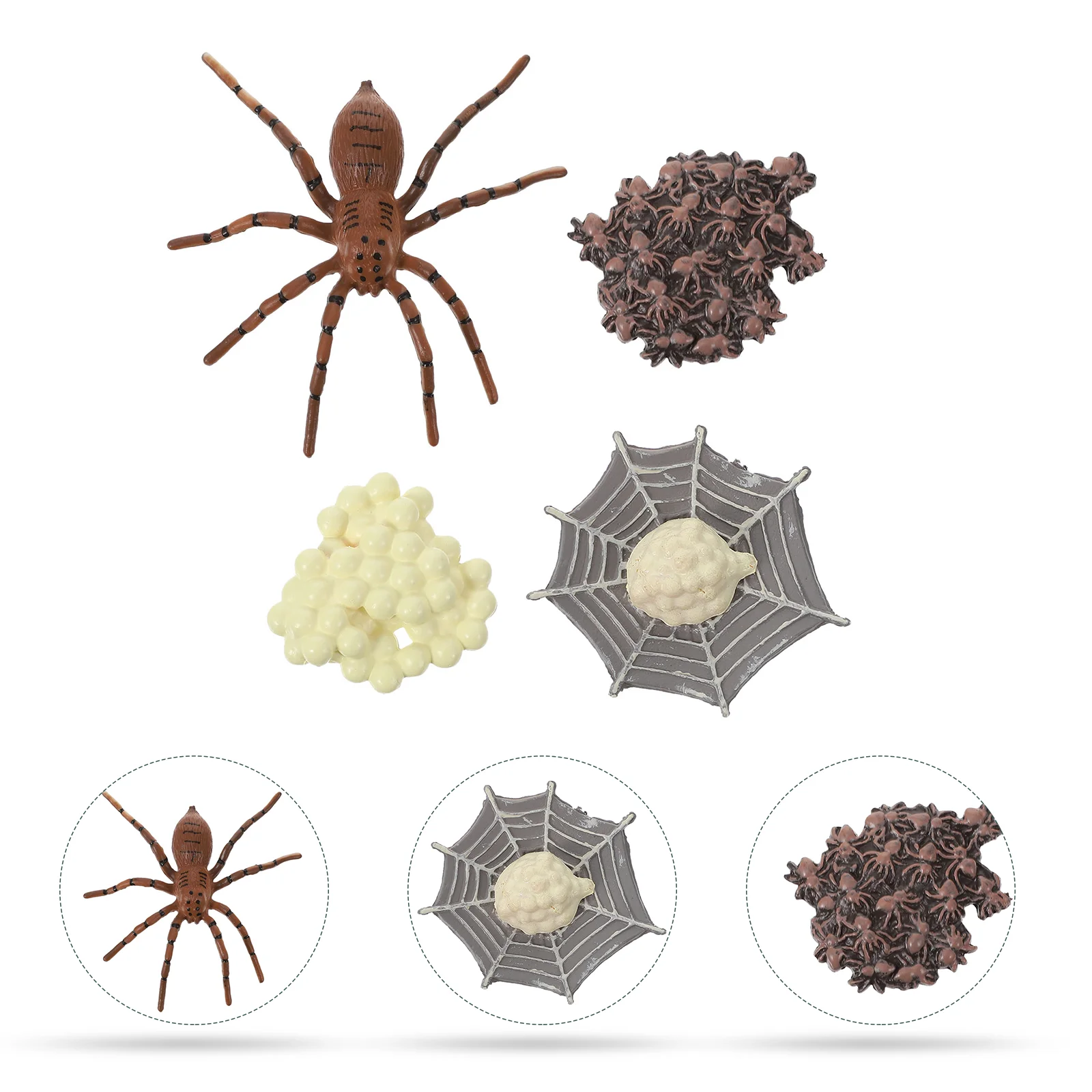 

Cognitive Model of Life Models Animal Display Spider Growth Simulation Ornaments Evolution Bee Preschool