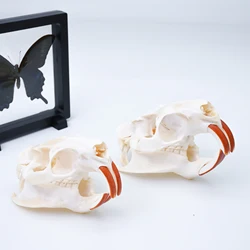 1/2/5/10 Real Skull Crafts coypou Skulls for DIY Decorative Collections Educational Taxidermy Teaching Model Display