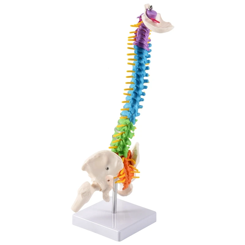 

45Cm With Pelvic Human Anatomical Anatomy Spine Spinal Column Model Teaching Resources For Students