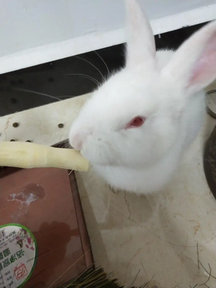 Bastoncini di bambù dolci giocattoli da masticare per conigli criceto cincillà porcellini d'india scoiattolo piccoli animali pulizia dei denti bastone di bambù