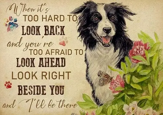 Metal Sign Border Collie When It's Too Hard to Look Back Retro Sign Vintage Aluminum Tin Sign For Home Office Cafe Bar Farm