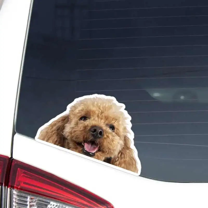 

Poodle Car Decal Sticker Realistic Peeking Beige Poodle Dog Head Face Vinyl Waterproof Removable Outdoor Window Laptop Y192
