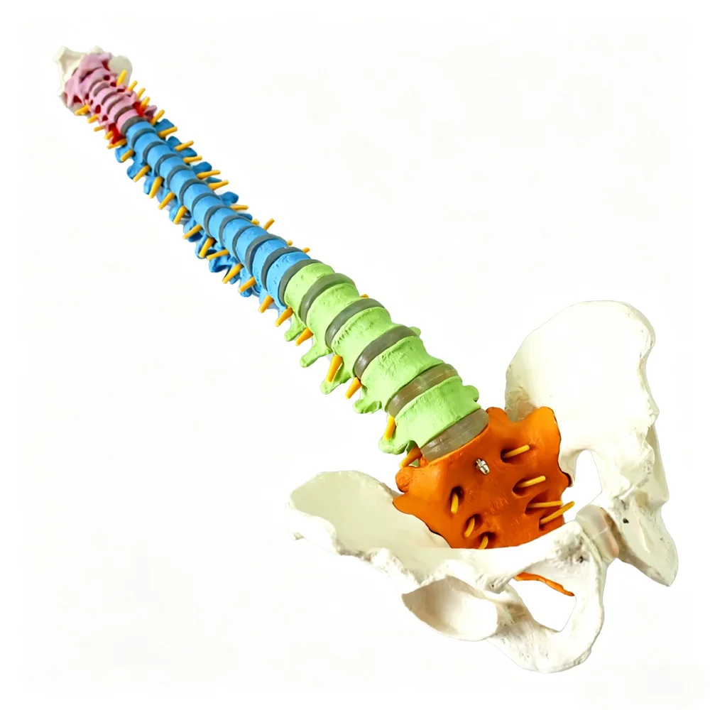 85cm-life-size-human-spine-model-with-male-pelvis-occipital-bone-nerve-roots-arteries-l3-l4-disc-herniation-medical-teaching