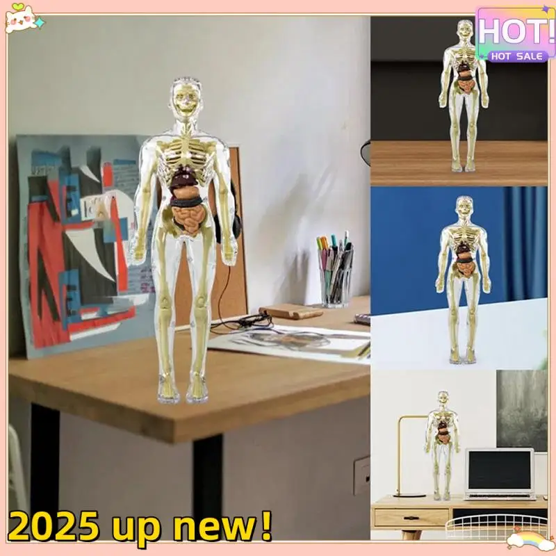 3D Human Body Torso Model Anatomy Model Skeleton Human Body Model Removable Parts