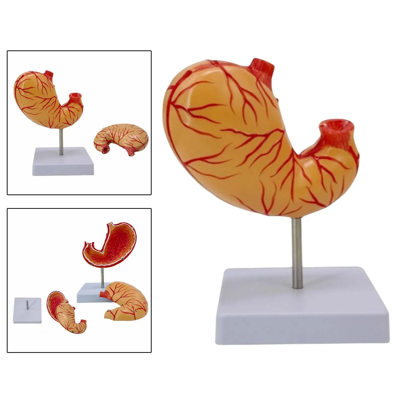 

Natural Big Stomach Model Lifesize Teaching Supply for Anatomy Display School Science Lesson Demonstration Medical Students