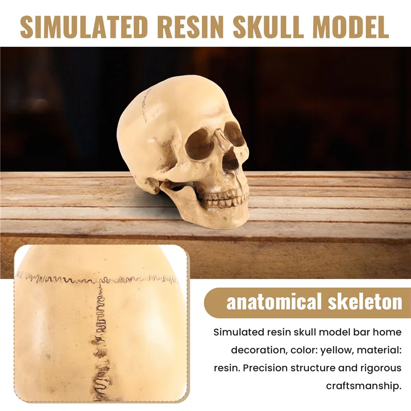 

B23B Model 1: 1 Resin Human Skull Anatomical Teaching Decoration Yellow