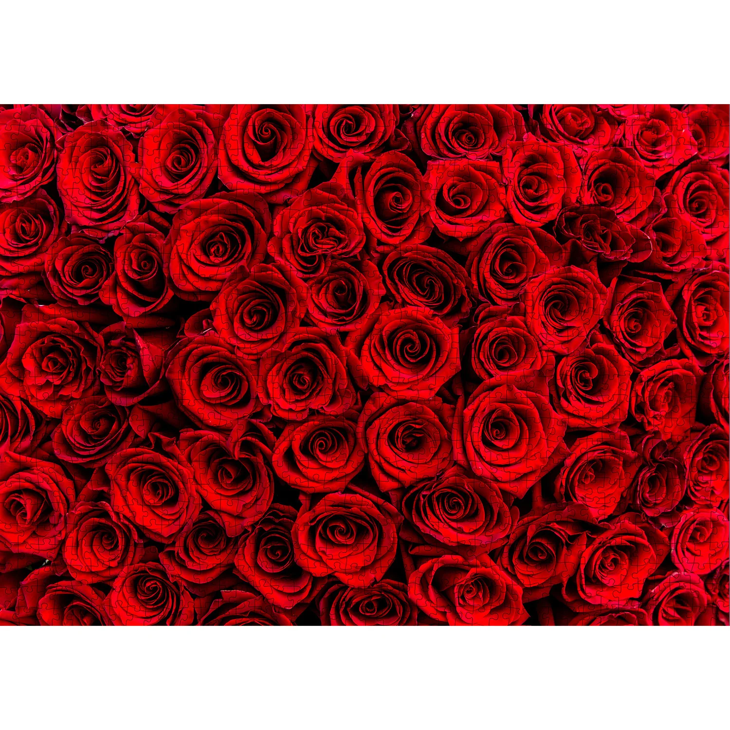 1000 ชิ้น Dark Red Roses จิ๊กซอว์ปริศนาสําหรับผู้ใหญ่ตกแต่งบ้านเกมครอบครัวสนุกชั้นปริศนาของเล่นเพื่อการศึกษาสําหรับเด็ก