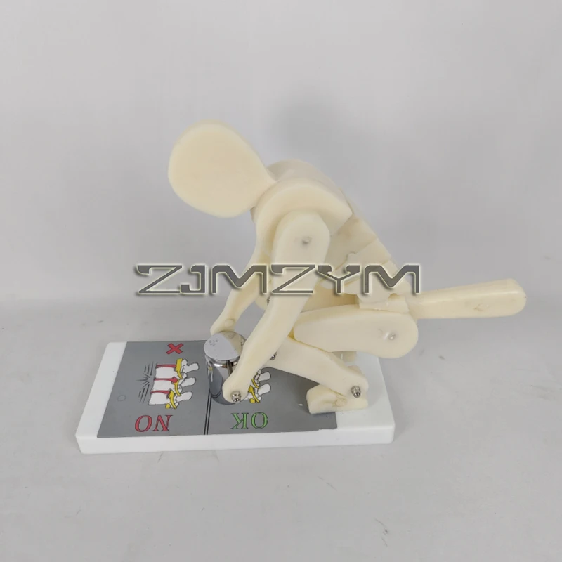 Демонстрационная модель стресса на позвоночнике во время изгибания и поднятия грузов. Демонстрационная модель правильной осанки.