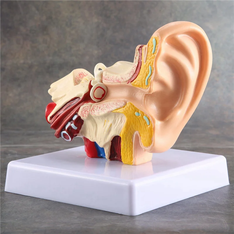

1.5X Human Ear Anatomy Model - Professional Desktop Inner Ear Structure Simulation Model For Education