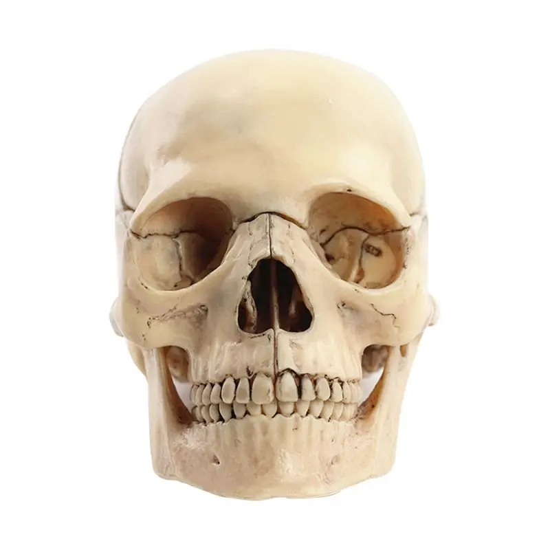 

N82R Medical-Skull Human Body Model Education Skull Model 1:2 for Student Teaching Study Assembling Model,Primary Color