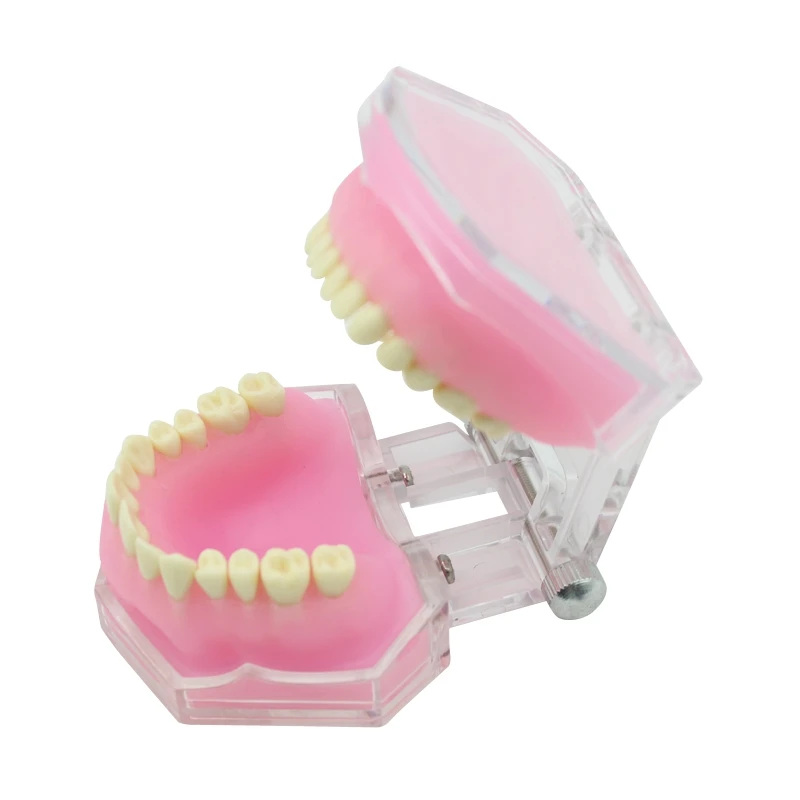 Dental Teaching Model With Removable Teeth Standard Typodont Jaw Model Soft Gum Dentistry Education Study Demonstration Models