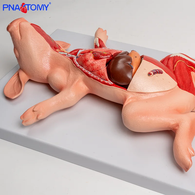 

Pig Embryo Visceral Organ Anatomical Model for Veterinary and Livestock Farming Studies in Animal Husbandry