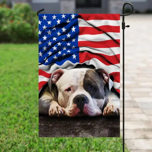 Pit Bull. American …